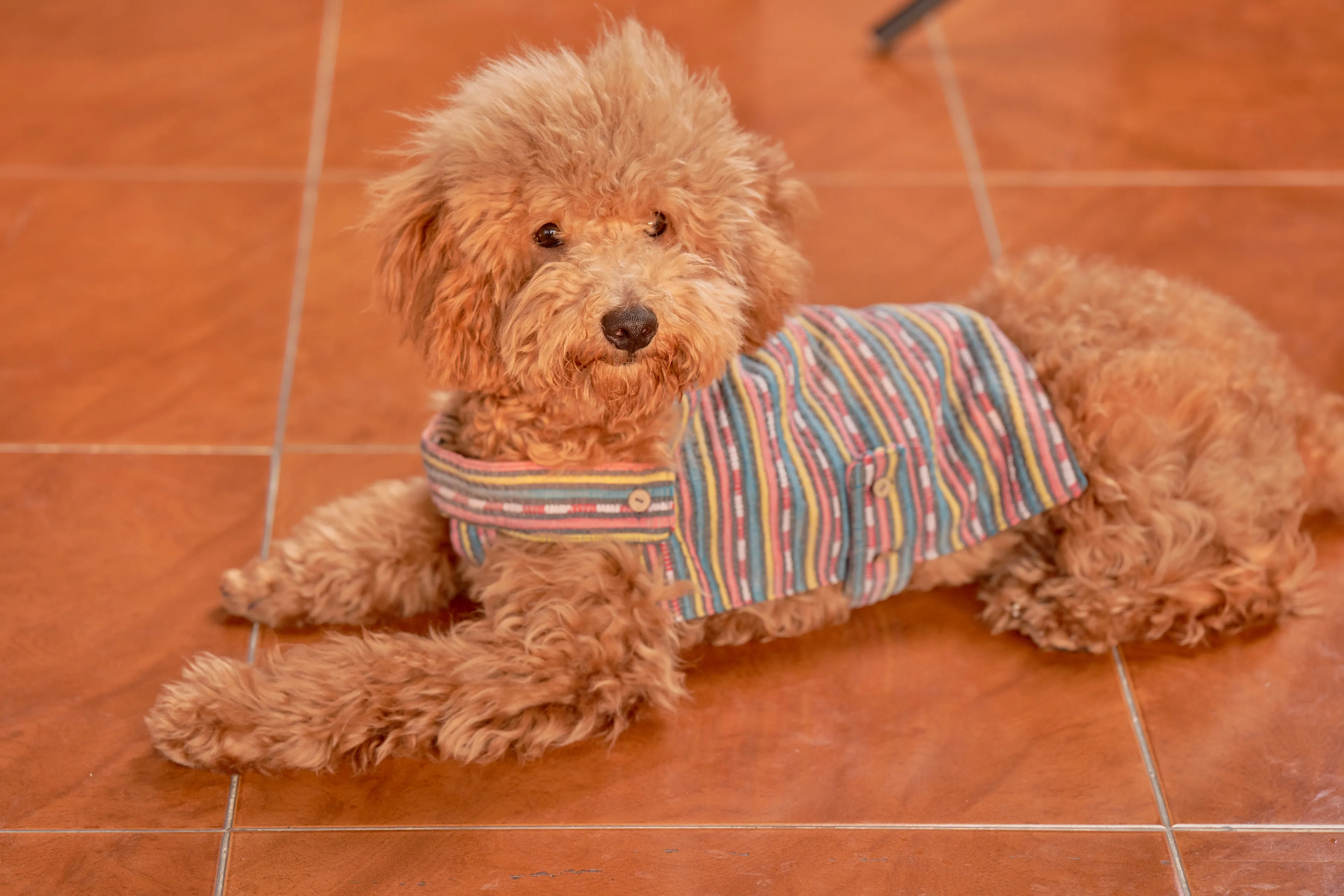 Fetch x Bayo: The Play Poncho