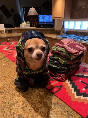 🐶XL DOG PONCHO    45-60  pounds