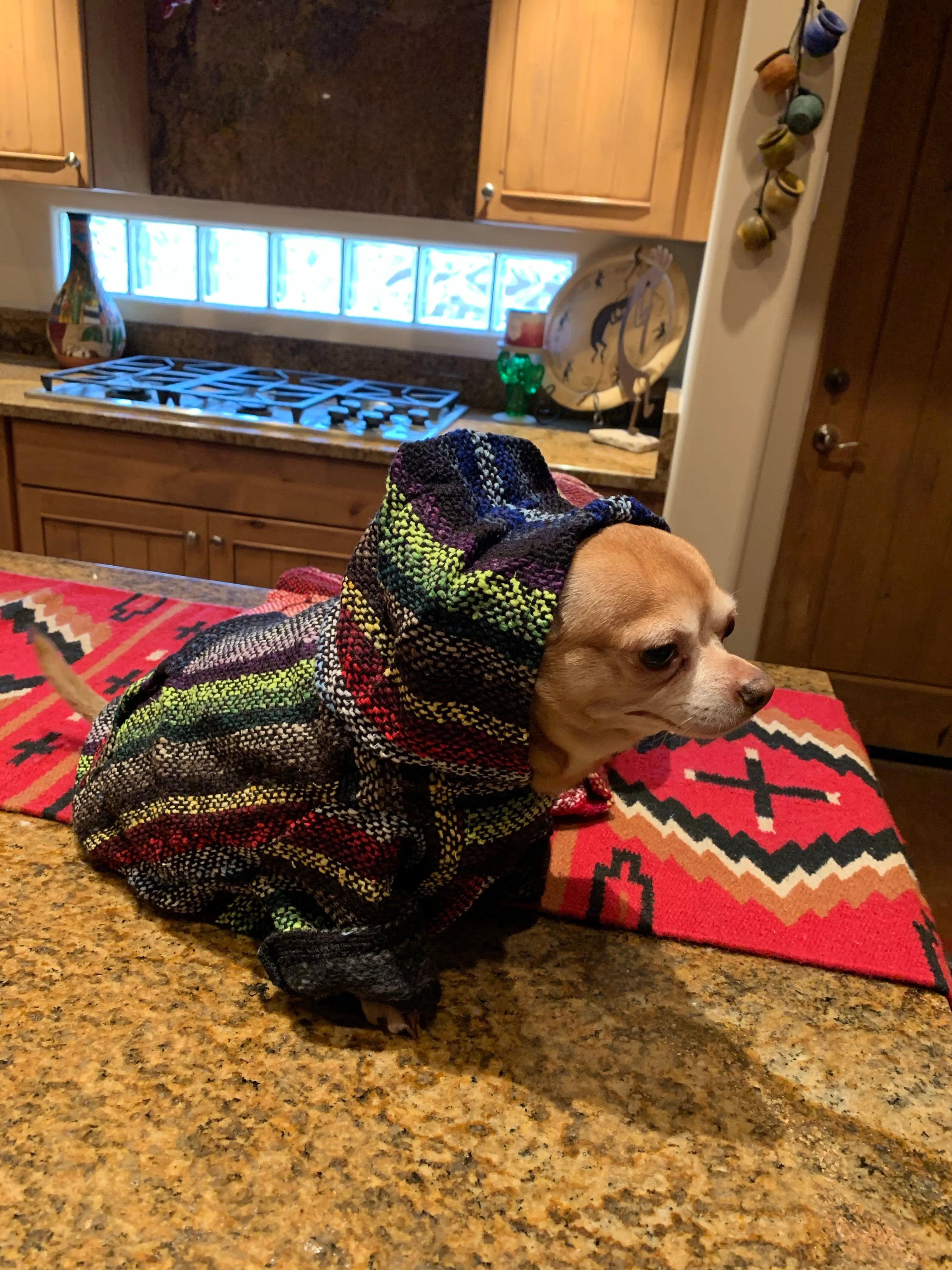 🐶XS DOG PONCHO   1-4 pounds