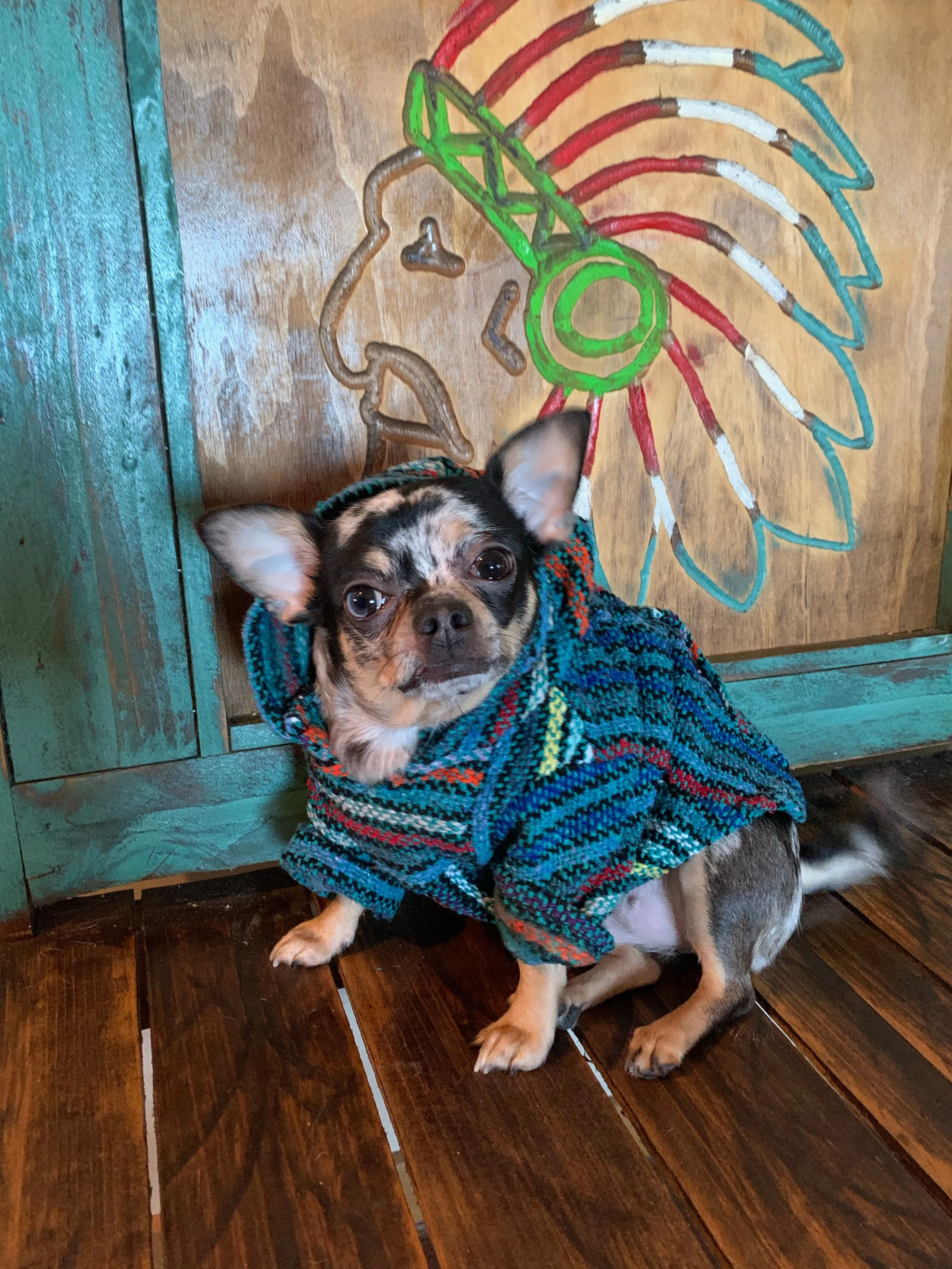 🐶XS DOG PONCHO   1-4 pounds